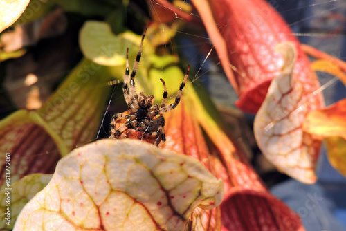 Wallpaper Mural Ventral view of a spider with striped legs on a Sarracenia pitcher plant Torontodigital.ca