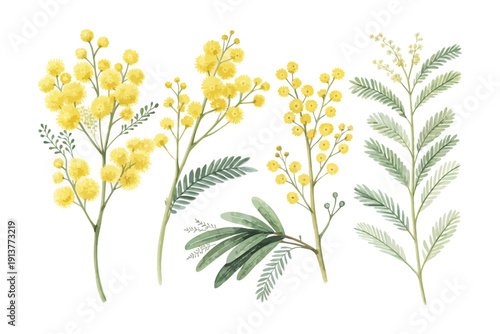Watercolor Mimosa Flower Painting, Yellow Puff Blossom, vector illustration isolated on white background