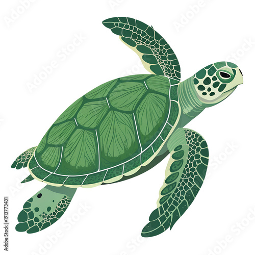 A green sea turtle swimming in the ocean with a black background