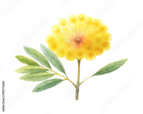 Watercolor Mimosa Flower Painting, Yellow Puff Blossom, vector illustration isolated on white background