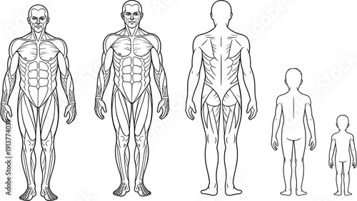 Human anatomy muscle system vector set, male body front and back views, adult and child proportions, detailed medical illustration for education, fitness and science