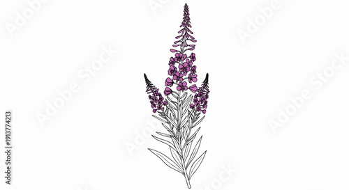Delicate illustration of a tall flowering plant with purple blossoms