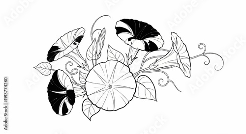 Delicate illustration of morning glories and twisting vines in black and white