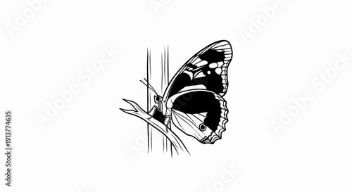 Detailed black and white illustration of a butterfly resting on a thin branch