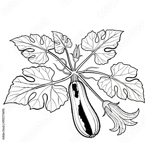 Detailed line art of a zucchini plant with fruit, flower, and leaves