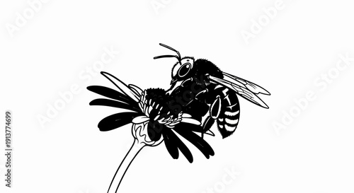 Detailed black and white illustration of a fuzzy bee collecting nectar from a flower