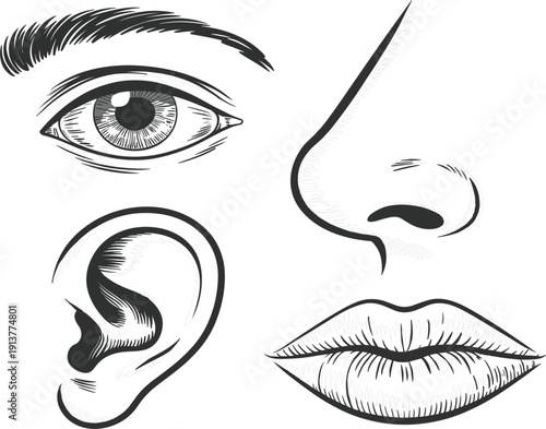 Human facial features sketch with eye, ear, nose, and lips, hand drawn sensory organs for anatomy study