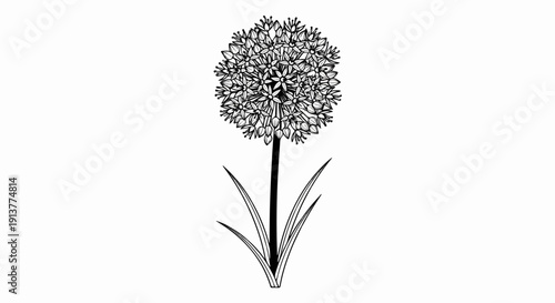 Detailed line drawing of a blooming allium flower on a plain white background