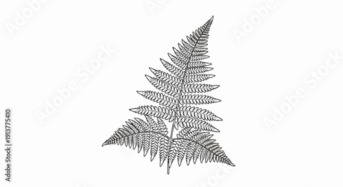 Detailed black and white illustration of a single fern frond