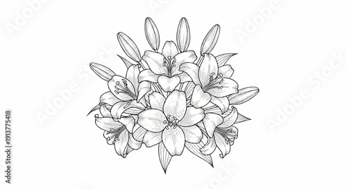 Detailed line drawing of a dense cluster of lilies with buds and open blooms