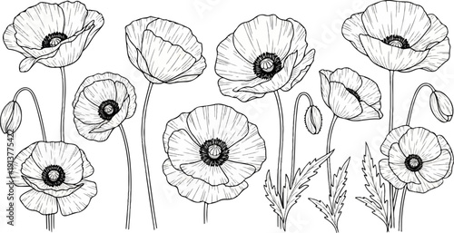 Delicate line art drawing of various poppies and buds