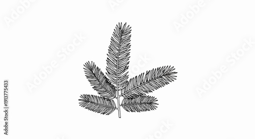 Detailed line drawing of a coniferous evergreen branch with needles