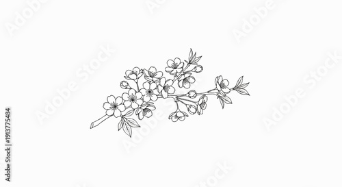 Delicate line art of a cherry blossom branch with blooming flowers and leaves