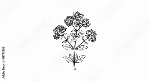 Delicate line drawing of oregano plant with clusters of small flowers