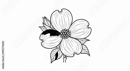 Delicate outline of a dogwood flower with dark shading on one petal