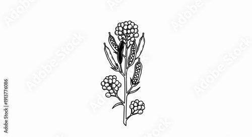 Detailed botanical illustration of a flowering plant with seed pods