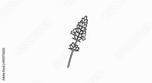 Delicate sketch of a lavender sprig with small flowers