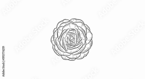 Delicate sketch of a single layered bloom on white background