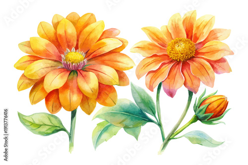 Mexican Sunflower Watercolor Bloom, Vibrant Orange Garden Floral Illustration Isolated on White