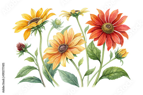 Watercolor Tithonia Flower, Bold Summer Botanical Vector Illustration Isolated on White