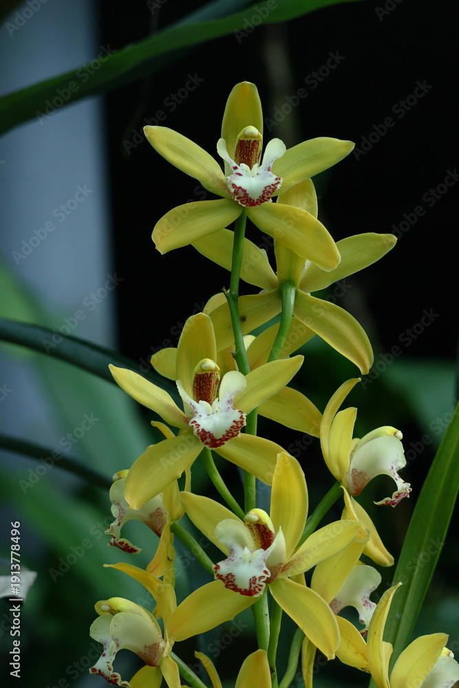 Obraz premium 豪華な花