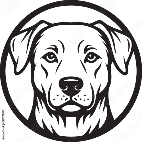black labrador retriever