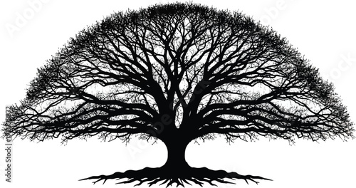 Bare Tree Silhouette with Roots Isolated on White Background