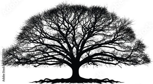 Bare Tree Silhouette Isolated on White Background