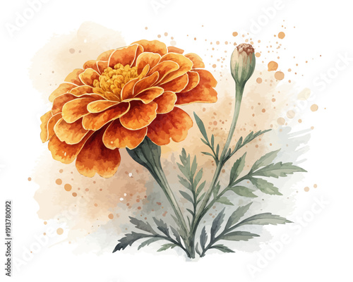Orange Marigold Watercolor Bloom, Bright Garden Botanical Illustration Isolated on White
