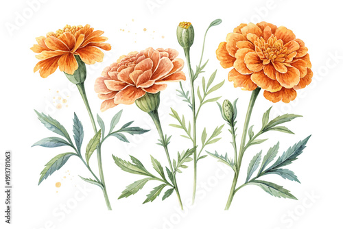 Watercolor Marigold Blossom, Vibrant Autumn Floral Vector Isolated on White
