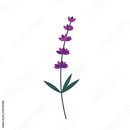 Lavender flower sprig. Vector illustration on isolated on white background. Purple provence blooming plant with green leaves in flat style. Icon for aromatherapy, cooking, cosmetics. Design element