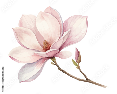 Soft Magnolia Watercolor Flower, Elegant Botanical Illustration Isolated on White
