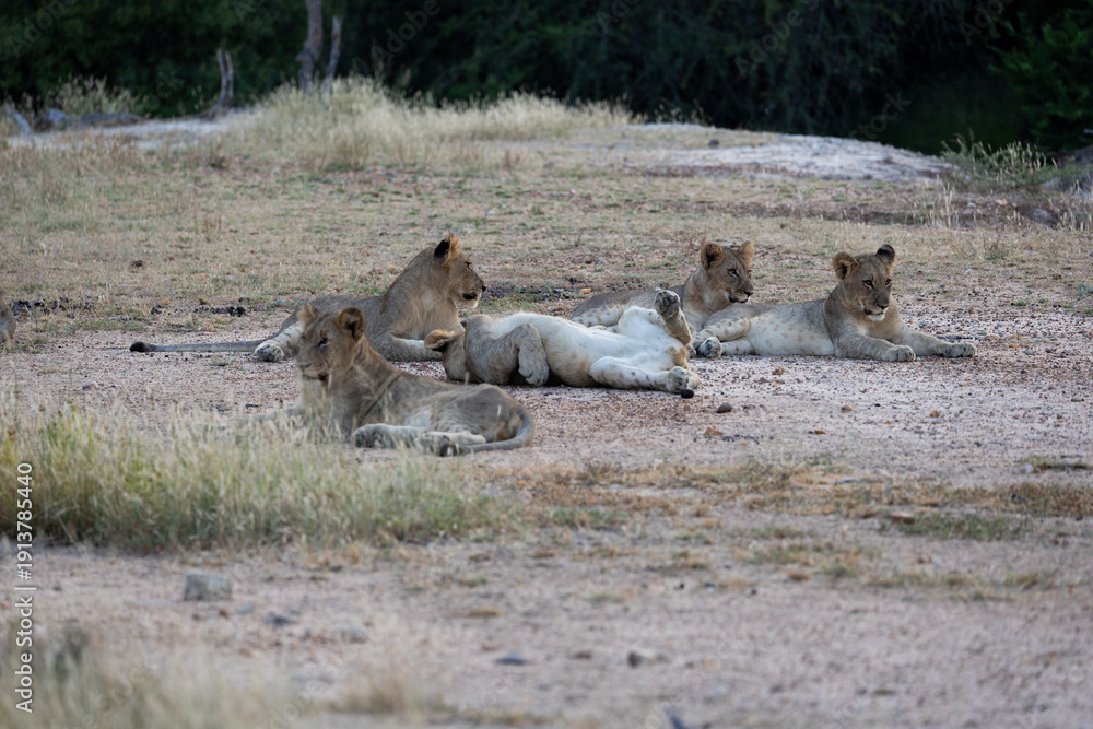 Fototapeta premium a lioness with many cubs resting