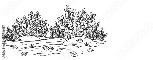 Ink illustration of blueberry bushes on bumpy ground with scattered leaves
