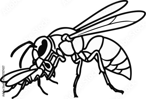 Line drawing of a wasp with two pairs of wings and segmented body
