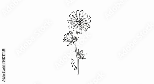 Line drawing of two chicory flowers and leaves on a stem