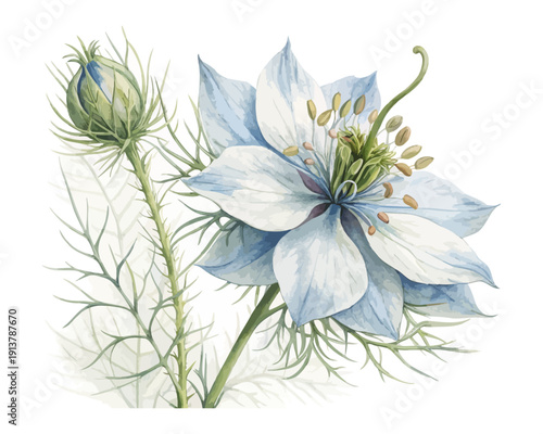 Nigella Love-in-a-Mist Watercolor Bloom, Delicate Cottage Garden Botanical Isolated on White