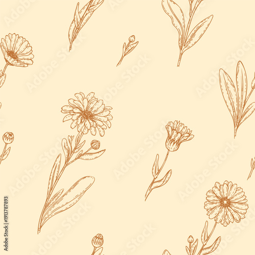 Seamless pattern of Calendula