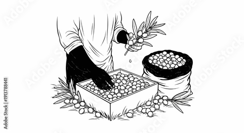 Person harvesting olives into a crate and sack