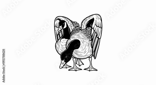 Line art illustration of two Canada geese with wings partially spread, pecking at ground