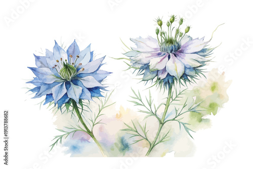 Watercolor Nigella Flower Art, Soft Botanical, vector illustration isolated on white background