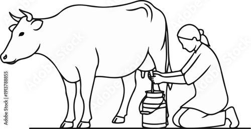 Person milks cow into bucket