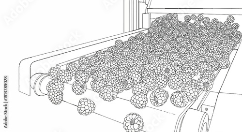 Ripe raspberries are transported along a conveyor belt for processing