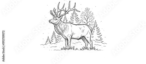 Majestic stag with antlers stands in a forest clearing with pine trees
