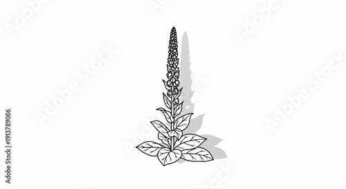 Line art of a tall plant with leaves and a flowering spike
