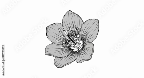 Monochrome sketch of a five-petaled flower with visible stamens and pistil