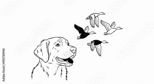 Line drawing of a dog looking up at flying ducks against a white background