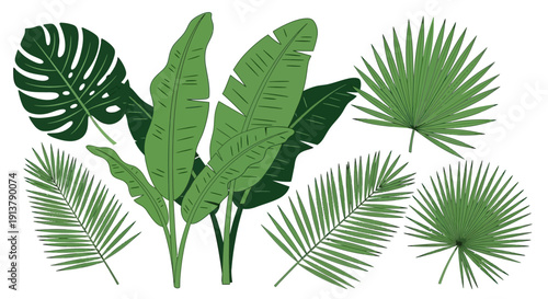 Vector illustration set of various tropical green palm leaves and monstera plants, isolated on a white background for summer designs.