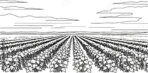 Rows of crops stretch to the horizon under a cloudy sky