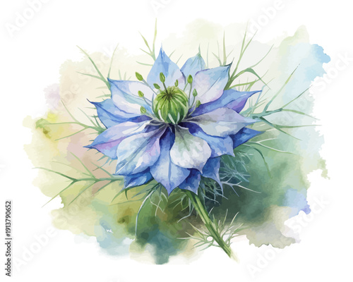 Nigella Love-in-a-Mist Watercolor Bloom, Delicate Cottage Garden Botanical Isolated on White